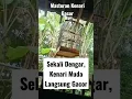 Download Lagu Masteran Kenari PAUD ~ Kicau Kenari Cengkok Unik #shorts #short #videoshorts #canary #kenarigacor
