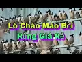 Download Lagu Vài Lô Chào Mào Đẹp Siêu To Dài Rẻ 7-9-2025