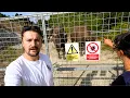 Europe s Largest Mammal Is Back in Britain