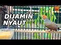 Download Lagu Pancingan Suara Prenjak MACET, MALAS, STRESS agar Cepat Bunyi