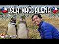 Download Lagu Roadtrip Tierra del Fuego: Isla Magdalena \u0026 Porvenir | Chile Travel Vlog🐧
