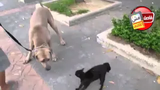 هتعورني اعورك دندنها