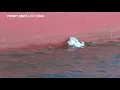 Dolphins spotted using shipping vessels in South Carolina harbor to catch prey