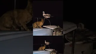 CAT v BOOBIES 🐱 Sailing the Indian Ocean #sailing #oceanlife #birdlife #catlovers #catvideos #cat