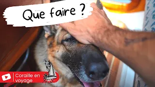 Chien malade à Bord , voilier Coraille