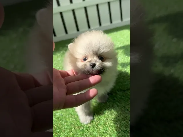 動画
