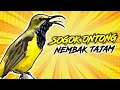 Download Lagu Masteran Burung Sogon Paling Jernih Gacor Ngerol Full Tembakan Isian Mewah Cocok Buat Kacer