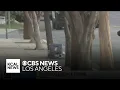 Investigation continues with bomb squad surveying suspicious item outside of LAPD s Foothill Station
