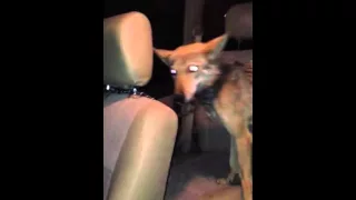 ياذيب جر الصوت طالبك ياذيب 