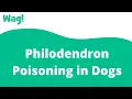 Philodendron Poisoning in Dogs Wag