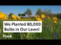 We Planted 80 000 BULBS in our LAWN See Them Bloom Over 3 MONTHS Ep 173