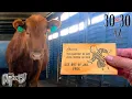 Rescuing a Pregnant Cow from the Feedlot - 30in30 2023