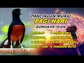 Download Lagu 🔴 LIVE 16 - Pancingan Murai Batu Pagi Hari Full Isian Tembakan Panjang Murai Macet Pasti Nyaut