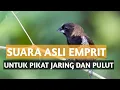 Download Lagu suara burung emprit asli | untuk pikat