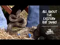 All About the Eastern Rat Snake