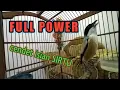 Download Lagu FULL POWER... cendet isian SIRTU | memancing emosi lawan | Long-tailed shrike @setiakicau