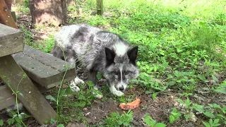 The spazzy Azzy is 8 years old!