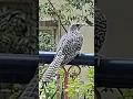 Lagu Asian Female Koel.#aafreenmomin #birds #nature #birdsounds #koel #koyal #femalekoel #asiankoel#like