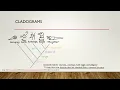 Lab 4 Cladograms