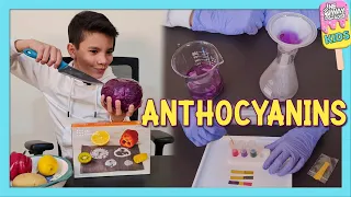 anthocyanins mel science chemistry mussab u0026 maaz akkari ft baba abu mussab wajdi akkari