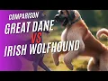 Comparison Great Dane vs Irish Wolfhound