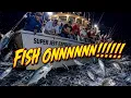 NIGHT PORGIES COCKTAIL BLUES CROAKERS SUPER JEFF EXPRESS