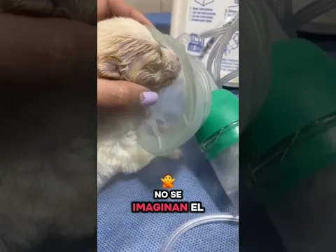 Que momento tan difícil!  #clinicaveterinarialavet #hospitalizaciónlavet #urgenciasveterinarias