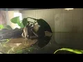Feeding a Northern Green Frog