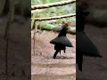 Download Lagu Dancing Bird | Western Parotia |  Bird-of-Paradise #birds #dancing #Black #nature #youtube
