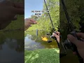 Download Lagu This fish ate this stinky bait🤮😱🎣#bassfishing #fishing #shorts #viral #trending #fyp