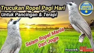 Download PANCINGAN TRUCUKAN ROPEL PAGI HARI MP3