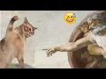 ORANGE CAT BEHAVIOR COMPILATION ORANGE CATS BEING DUMB