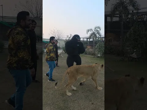 Lion Wants to Attacks On Gorrila 😱  | Nouman Hassan