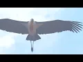 メガラヤのバードウォッチングアドベンチャー | 滝、霧、そして幻のミソサザイチメドリ