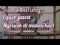 Download Lagu masteran burung opior jawa atau cak gentong agar ikut ngriwik dan bunyi