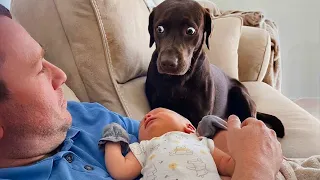 Hilarious Dog Can’t Accept It When He Realizes He Has A Little Sister! 😭🤣