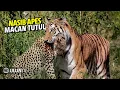 NIAT MEMANGSA HARIMAU, MACAN TUTUL  MALAH JADI MANGSA !! Pertarungan Sengit Harimau Vs Macan Tutul