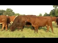 Gert Bulls com - What are Santa Gertrudis Cattle