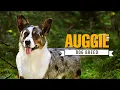 Auggie Dog Guide Meet the Energetic Aussie-Corgi Mix That ll Steal Your Heart