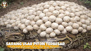 MERINDING😱Penjelajah Temukan Ratusan Telur Siap Menetas & Menjadi Sarang Ular Terbesar Di Dunia‼️