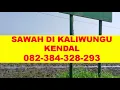 Download Lagu WA.082-384-328-293 ||  Sawah Murah Kendal