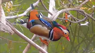 صوت بط الماندرين 