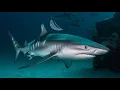 Elusive Predator Shark Caught on Camera for the First Time