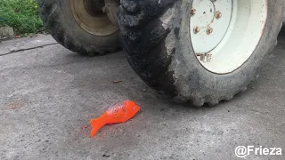 Crushing fish by Car Triturando pescado en coche