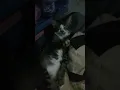 Download Lagu si kangkang bobok cantik gess#vlogfree #kalbar #short #cats #kucing #catsvirals #catsfunny#funnycats