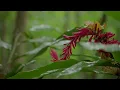 Hawaiian Kauai Music 🌅 2 Hours of Slack Key Guitar from the Garden Isle