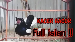 Download KACER GACOR FULL ISIAN NGOTOT KONSLET MATERI KASAR BIKIN KACER LAIN IKUT NYAUT ON PLAY MP3