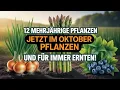 Download Lagu Pflanze diese 12 Mehrjährigen Pflanzen im Oktober und ERNTE für IMMER!