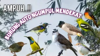 suara pikat trucukan ribut vs burcil dijamin ampuh