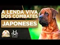 TOSA INU The Legendary Japanese Guard Dog You Need to Know Digital Cynology